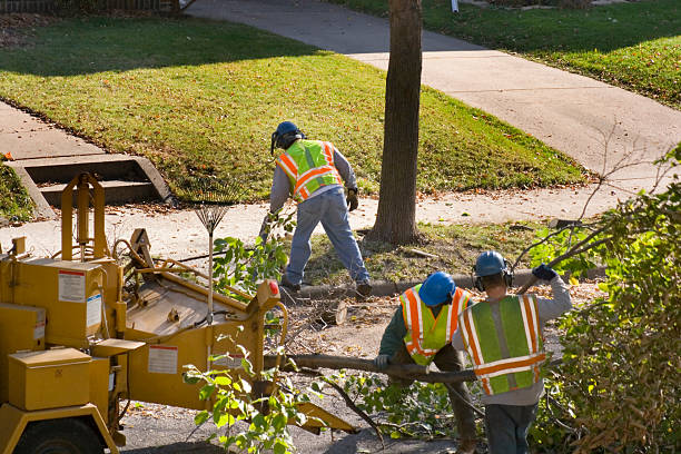 Tree Branch Trimming